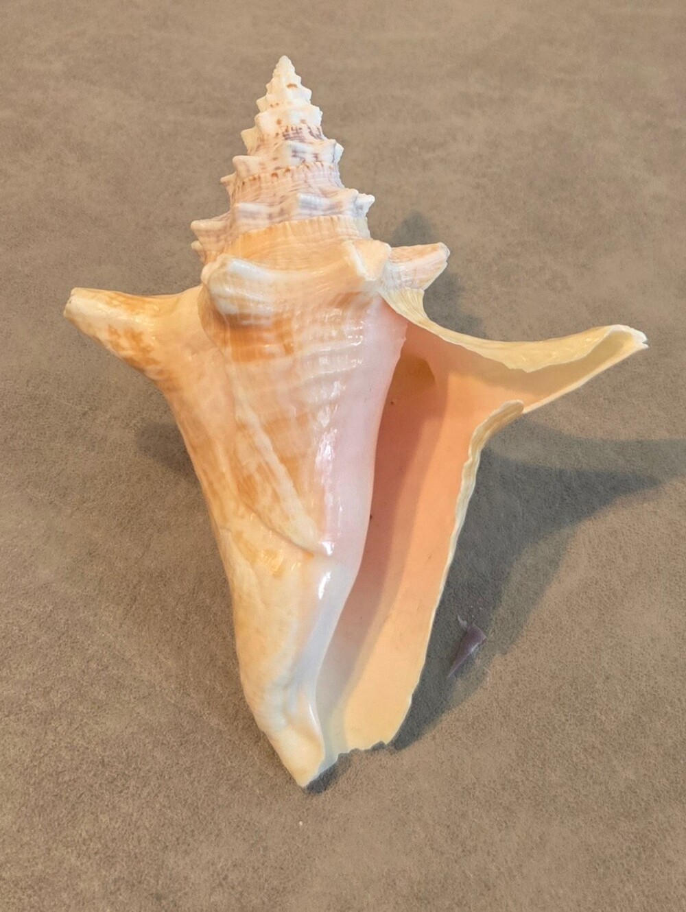 🐚 Natural Fighting Conch Shell | Strombus | Winged Lip | Pink Interior |